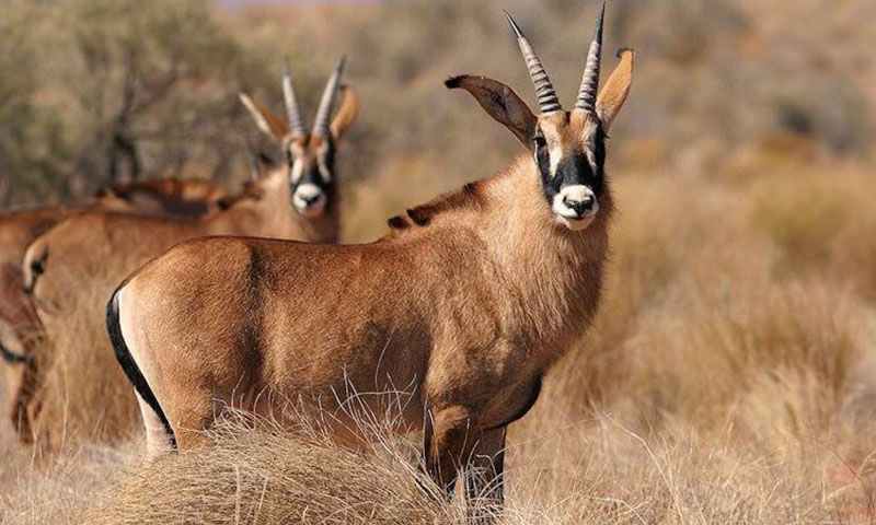 antelope