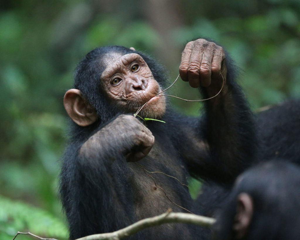 chimps-2