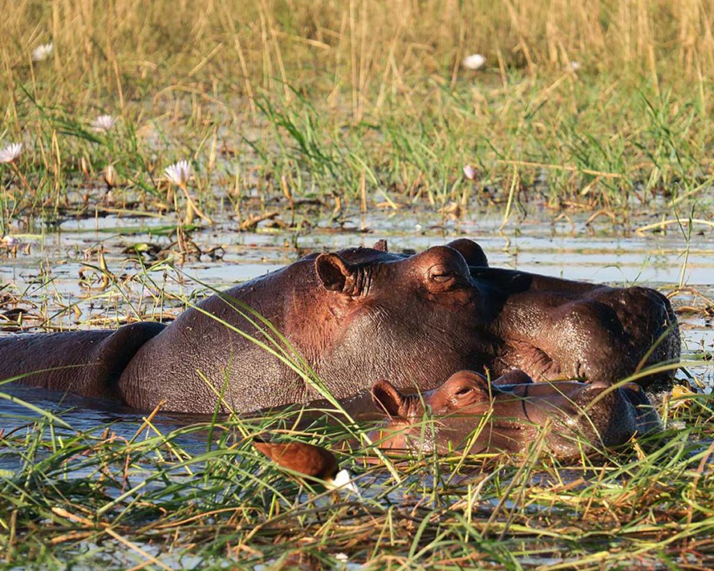 safaris-hippo