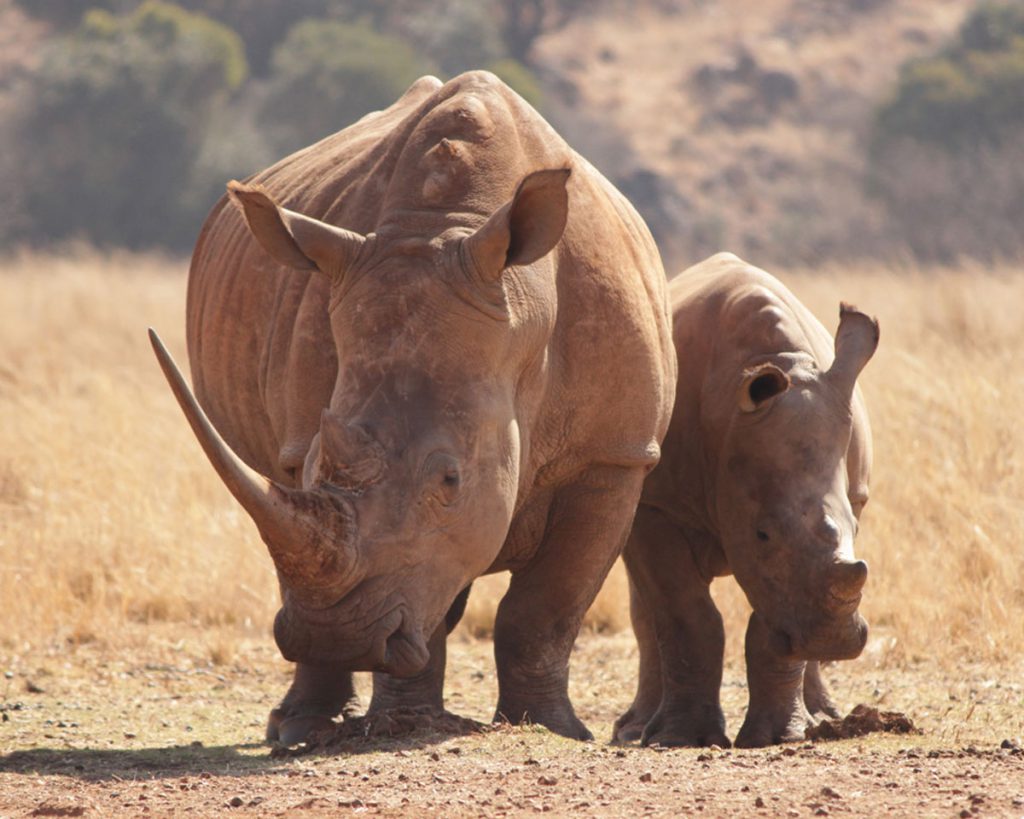 safaris-murchison-rhino