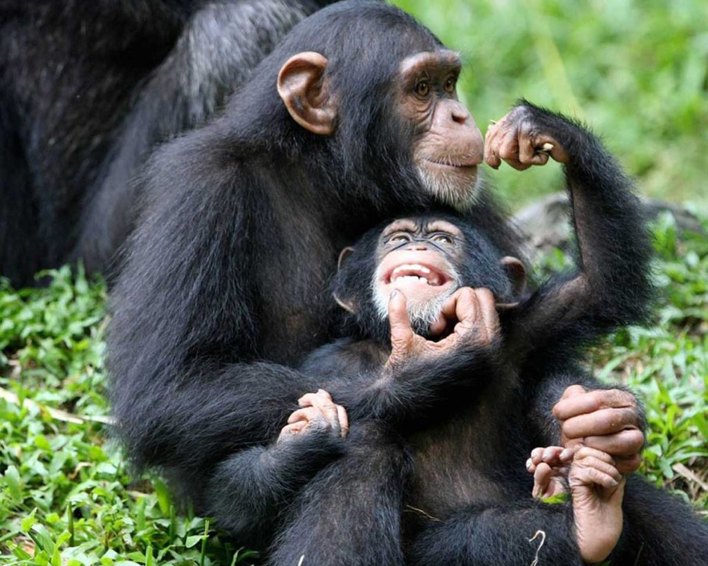 safaris-primate-chimps